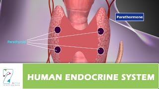 HUMAN ENDOCRINE SYSTEMPART 03 [upl. by Chelsy106]