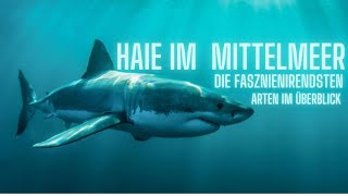 Haie im Mittelmeer welche gibt es Doku [upl. by Garner]