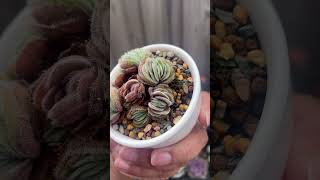 Crassula tomentosa var glabrifolia crassula succulents succulent plants succulentvarieties [upl. by Sucrad]