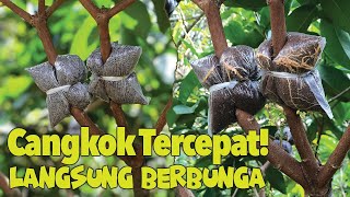 Rahasia Cangkok Jambu Air Cepat Berbuah  Mudah dan Langsung Berbunga [upl. by Brinn]