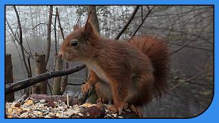 Eichhörnchen ist wieder da amp lässt es sich schmecken [upl. by Eki]