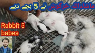 Khargosh ke bachon ki video  rabbits baby  khargosh ki video [upl. by Ahsercal]