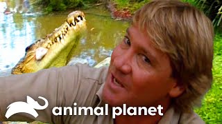 Steve Irwins Big Croc Diaries at Australia Zoo  The Crocodile Hunter  Animal Planet [upl. by Issej774]