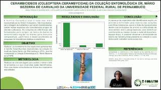 CERAMBICIDEOS COLEOPTERACERAMBYCIDAEDA COLEÇÃO ENTOMOLÓGICA DRMÁRIO BEZERRA DE CARVALHO DA UFRPE [upl. by Dewayne996]