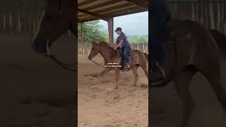 Slow down horsesaremylife horse equestrian [upl. by Chemaram862]