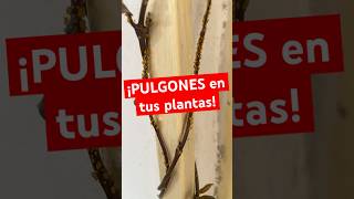 ¿Tienes pulgones en tus plantas ¡Descubre cómo eliminarlos fácilmentepulgones CuidadosDePlantas [upl. by Ahsitaf]