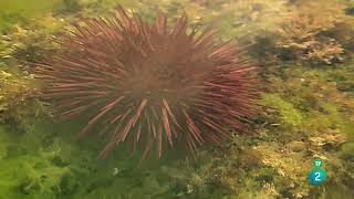 Flysch El susurro de las rocas Geologia  Documental [upl. by Sellma799]