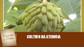 Cultivo da atemóia  Revista da Vida 260317 [upl. by Odnamla]