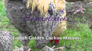 French Golden Cuckoo Marans [upl. by Melania680]