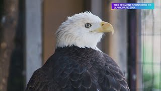 Wild Iowa quotDiscover the Wild Daysquot at Blank Park Zoo  Paid Content [upl. by Wiencke]