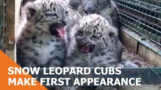 Snow Leopard Cubs Make Their First Appearance [upl. by Guenna]