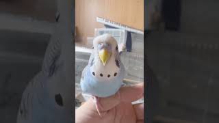 ハーフジャンボセキセイインコのジャンボっぽいところを発見しました［生後5ヶ月］budgerigar ハーフジャンボセキセイkawaii [upl. by Toolis172]