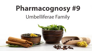 9 Umbelliferae Family  Pharmacognosy [upl. by Barber]