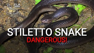 Stiletto snake burrowing asp  dangerous venomous snake with long fangs [upl. by Denise]