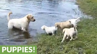 Labrador father teaches his puppies to swim [upl. by Legnaros876]