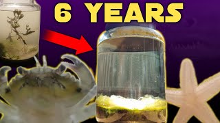 Six Years Ago I Put Saltwater in a Jar This Happened  Natural Saltwater Ecosphere 6 Year Update [upl. by Waters]