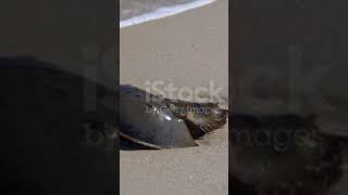 Limulus  Horse shoe crab Living fossil belongs to Phylum Arthropoda [upl. by Tebzil]