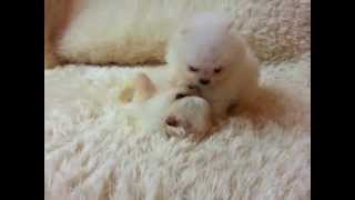 Micro Teacup Pomeranians for Sale Itsy Puppy wwwitsypuppycom [upl. by Danna]