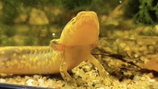 Tiny Mudpuppy Feeding Time Necturus maculosus [upl. by Nedrob419]