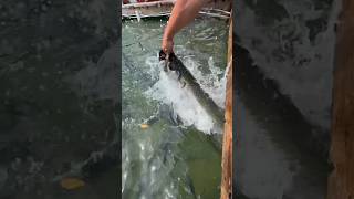 Tarpon FEEDING at Robbie’s💯 islamorada tarpon robbies [upl. by Moira]