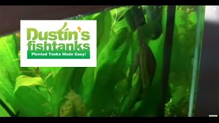 How to keep Diamond Tetras 125 gallon tank update Rain barrel in the backyard [upl. by Annim750]