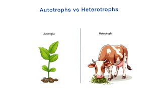 Autotrophs vs Heterotrophs  Differences  Class 10th NCERT  Science  Biology [upl. by Eldnek]