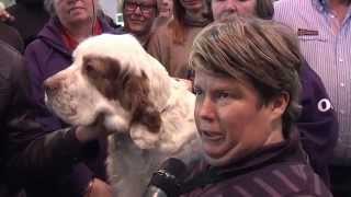 Crufts Clumber multi Ch Chervood Snowsun best of breed disqualified [upl. by Lonyer]