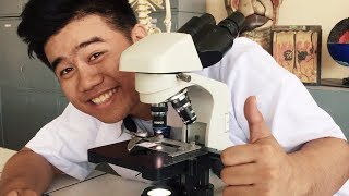 TUTORIAL l How to Properly Use the Microscope and Prepare a Wet Mount [upl. by Bilbe]