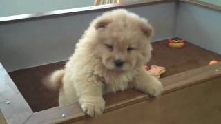 Chow Chow Puppy Video Lee 11609 [upl. by Worthington137]