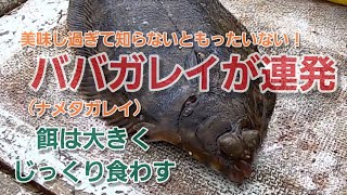 【ババガレイ】（ナメタガレイ）が連発！？高級魚がこんなに釣れていいの！？【海釣り】 [upl. by Nylecsoj]