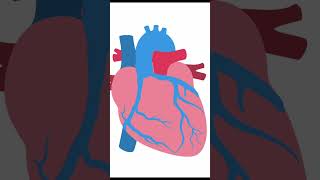 Key Anatomical Details for TGA Surgery Shorts echocardiography ultrasound pediatrics [upl. by Ynafets]