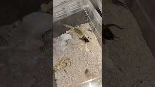 Scorpion feeding Androctonus australis quotHectorquot youtuberchannel scorpion youtubeshorts youtube [upl. by Hillery]