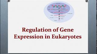 Molecular Biology Session 17 Regulation of Gene Expression p2 [upl. by Nennerb241]