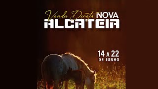 LIVE  VENDA DIRETA NOVA ALCATEIA [upl. by Killian]