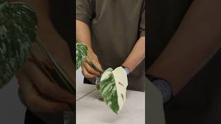 Monstera albo transferring albo cutting from water to soil indoorplantscare plantshorts [upl. by Eachern827]