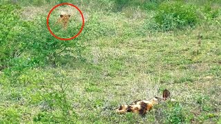 Leopard Tries Hunting Sleeping Wild Dogs [upl. by Ffirahs]