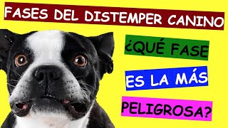 Fases del Moquillo o Distemper Canino Últimos Tratamientos 2022 [upl. by Fidellas179]