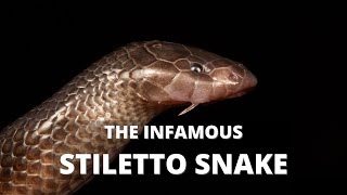 BEWARE THE STILETTO SNAKE ATRACTASPIS BIBRONII [upl. by Enilrac245]