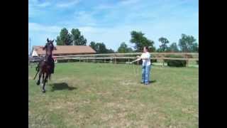 Morgan horse Mare Sweet Promise driving [upl. by Ayotac]