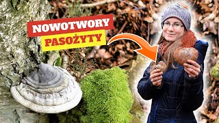 Niezastąpiony Przy Pasożytach i Nowotworach [upl. by Ahcire980]