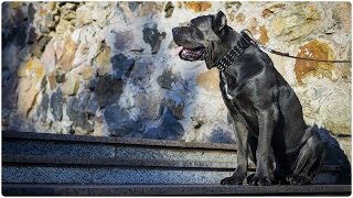 Cane Corso looks impressive in Extra Wide Leather Dog Collar with Spikes  Top Paw Style [upl. by Anital391]