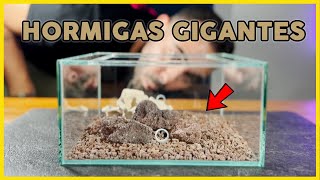 Diseño el mejor SET UP para mis HORMIGAS GIGANTES🤯  Camponotus Americanus [upl. by Sakhuja]