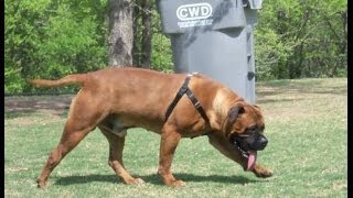 Bullmastiff Bullmastiff dog growth progress pictures [upl. by Akkahs]