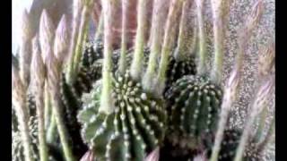 ECHINOPSIS DI 10 ANNI [upl. by Ecenahs]