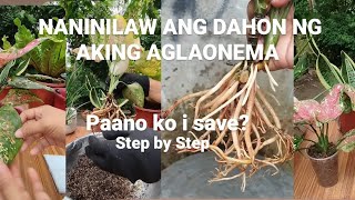 PAANO KO I SAVE ANG NANINILAW NA DAHON NG AKING AGLAONEMASTEP BY STEPFOR BEGINNERSPLANTCARE [upl. by Stenger]