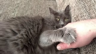 Romeo the Nebelung cat shows his love and playfulness [upl. by Rodablas]