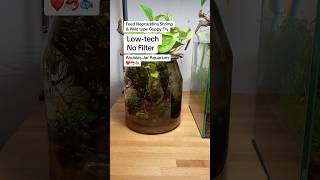 Feed Neocaridina Shrimp amp Wild type Guppy Fry in my Lowtech No Filter Jar Aquarium ❤️🦐🐟 shorts [upl. by Osbourne]