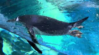 Penguin Cove inside Bird Paradise Singapore 刹那即永恒 20241006 [upl. by Crabb]