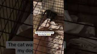 Kitten playing with the dog’s tail😂cat funnyvideo catsoftiktok pet dog funny [upl. by Novi172]