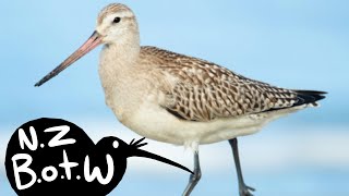 Bartailed godwit  New Zealand Bird of the Week [upl. by Arte]